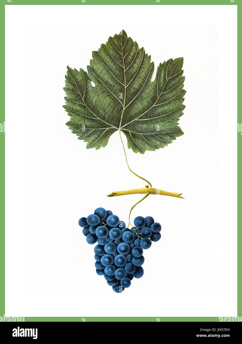 PINOT NOIR GRAPES BUNCH Watercolour Illustration of a Pinot Noir Grape bunch and leaf on white background Pinot Noir is a red wine grape variety of the species Vitis Vinifera. The name also refers to wines created predominantly from Pinot Noir grapes. The name is derived from the French words for pine and black Stock Photo