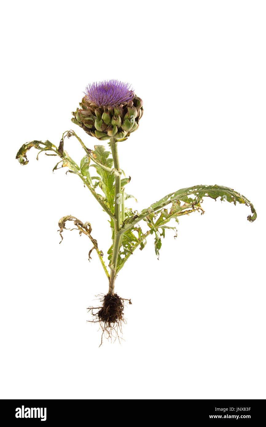Globe artichokes growing Cut Out Stock Images & Pictures Alamy