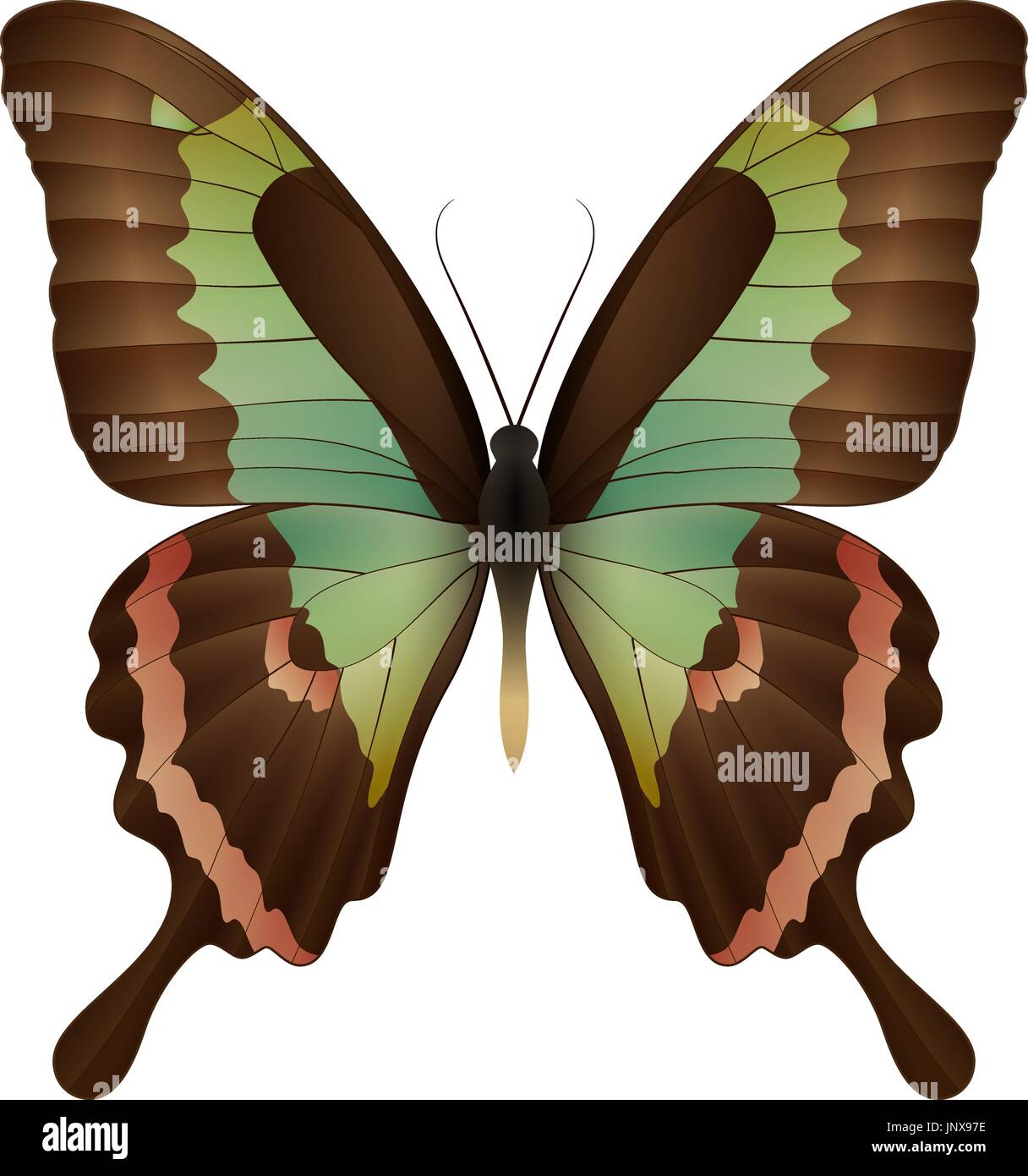 Beautiful butterfly isolated on a white background Stock Vector Image ...