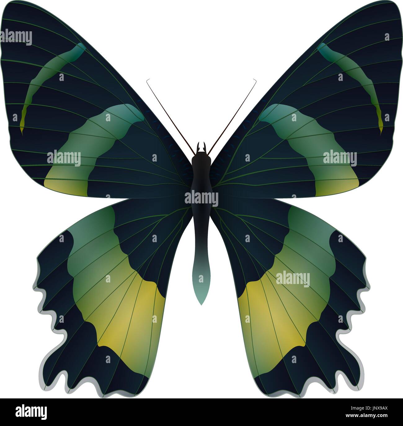 Beautiful butterfly isolated on a white background Stock Vector Image ...