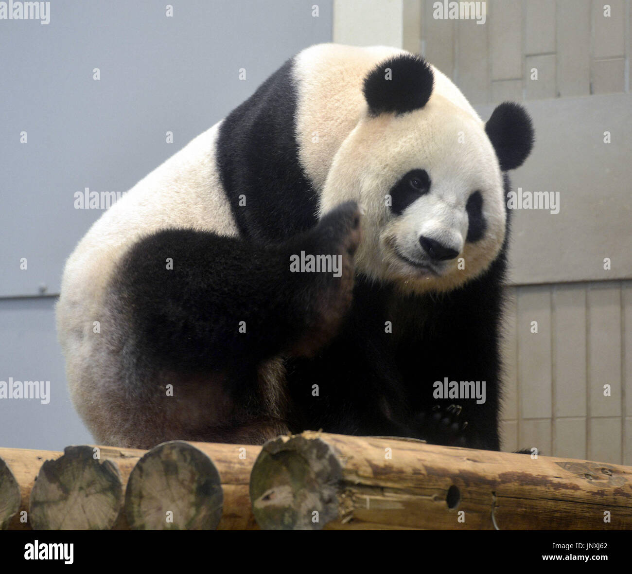 TOKYO, Japan - Photo shows giant panda Shin Shin at Tokyo's Ueno Zoo on ...