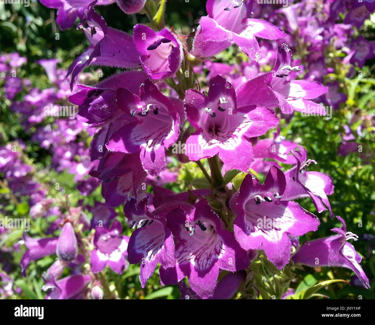 Purple Bell Flowers Stock Photo