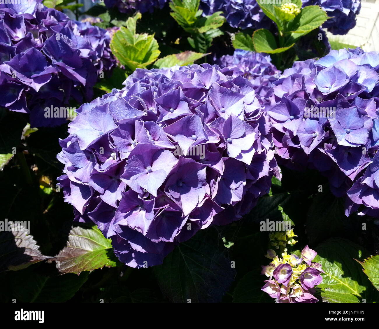 Purple Hydrangea Plant Stock Photo Alamy