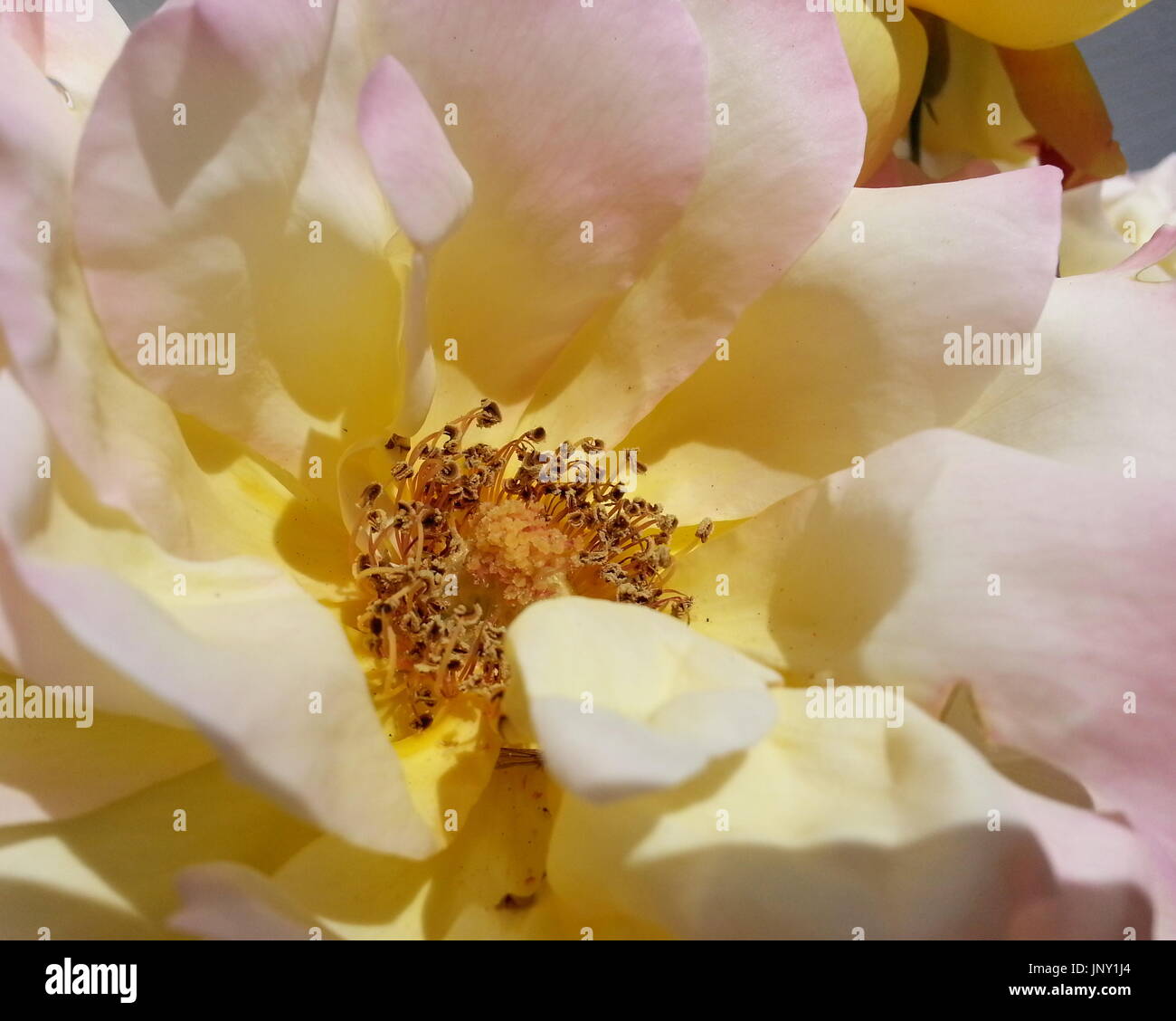 Stunning Rose High Resolution Stock Photography and Images - Alamy