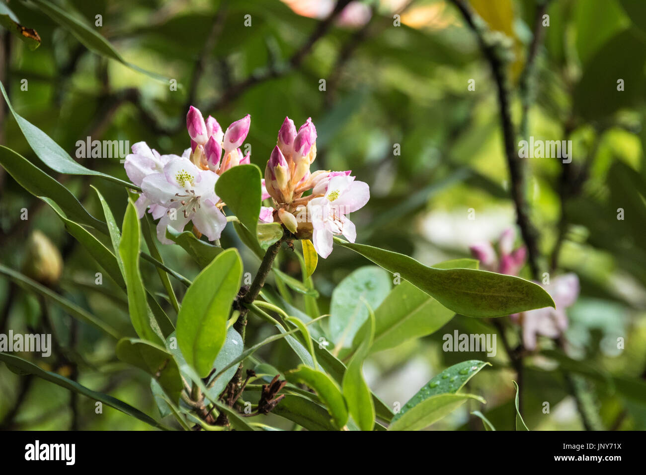 Blossoming Rhododendron in the Chattahoochee National Forest within the Blue Ridge Mountains of Northeast Georgia, USA. Stock Photo