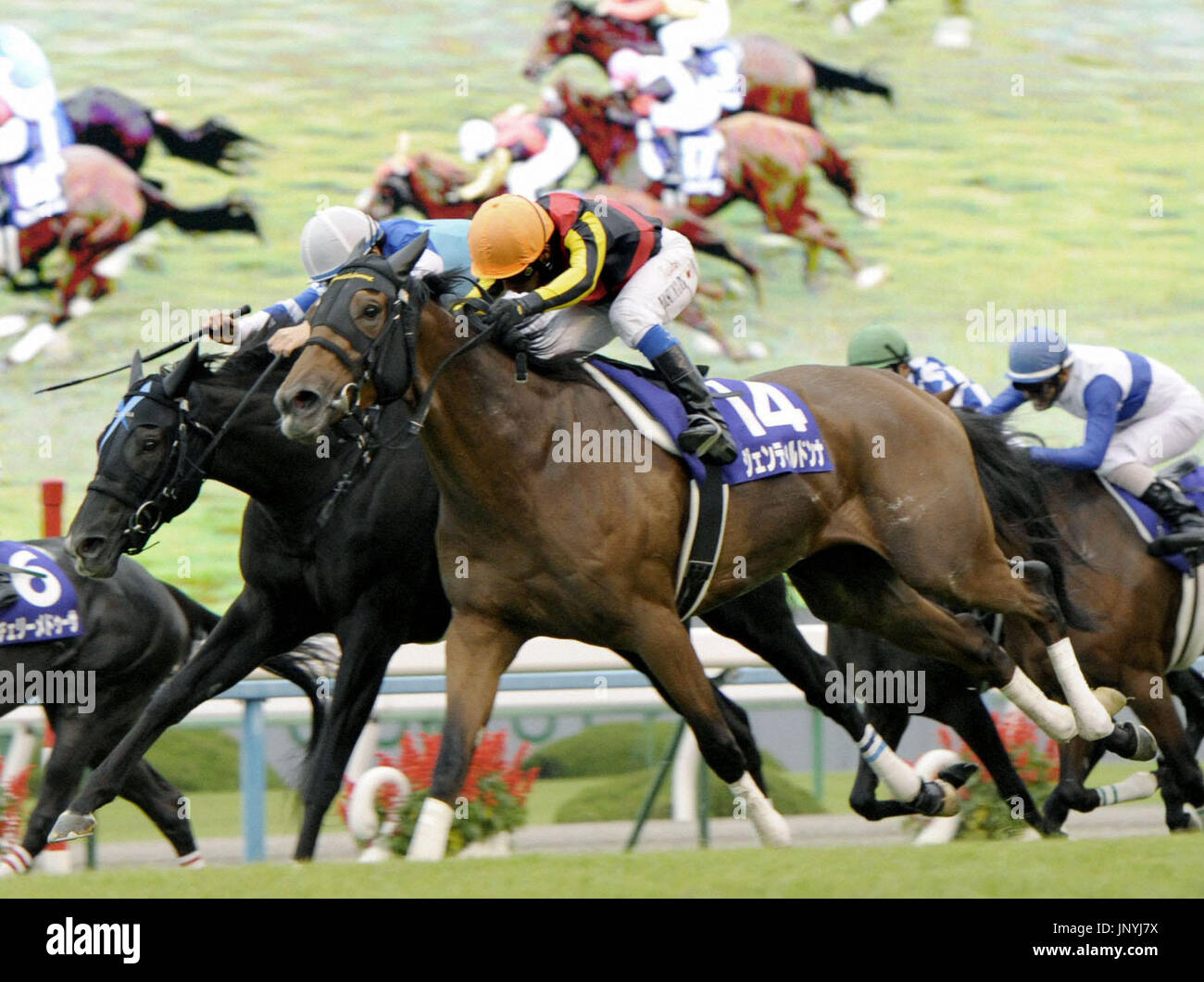 KYOTO, Japan - Gentildonna (front) gallops to victory at the Shuka-sho at Kyoto Racecourse on Oct. 14, 2012, to complete the Triple Crown. Top pick Gentildonna covered the 2,000-meter turf track in 2 minutes, 0.4 seconds, to become only the fourth filly to achieve the feat. (Kyodo) Stock Photo