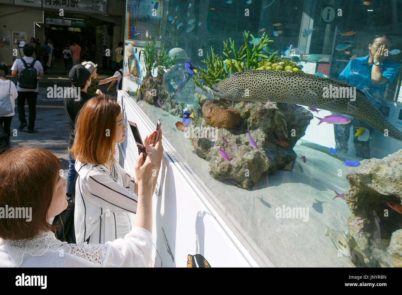 Tokyo, Japan. 31st July, 2017. People take pictures of marine animals from Okinawa swimming in a huge fish tank set up in Yurakucho on July 31, 2017, Tokyo, Japan. ''Sony Aquariums'' are set up in front of Yurakucho station and at Sony Showroom/Sony Store, showcasing different marine animals from the Okinawa Churaumi Aquarium including Napoleon wrasse and Black-spotted moray. Credit: Rodrigo Reyes Marin/AFLO/Alamy Live News Stock Photo