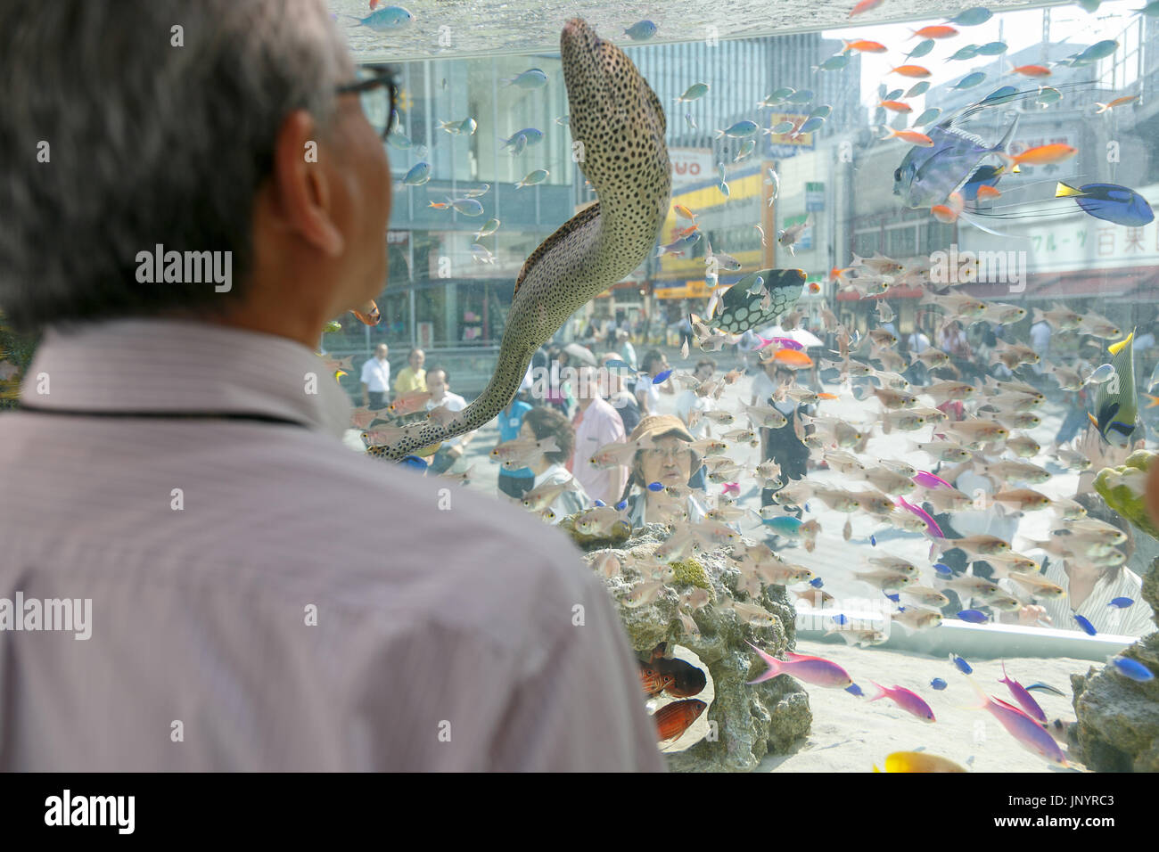 Tokyo, Japan. 31st July, 2017. A man looks at a Black-spotted moray from Okinawa swimming in a huge fish tank set up in Yurakucho on July 31, 2017, Tokyo, Japan. ''Sony Aquariums'' are set up in front of Yurakucho station and at Sony Showroom/Sony Store, showcasing different marine animals from the Okinawa Churaumi Aquarium including Napoleon wrasse and Black-spotted moray. Credit: Rodrigo Reyes Marin/AFLO/Alamy Live News Stock Photo