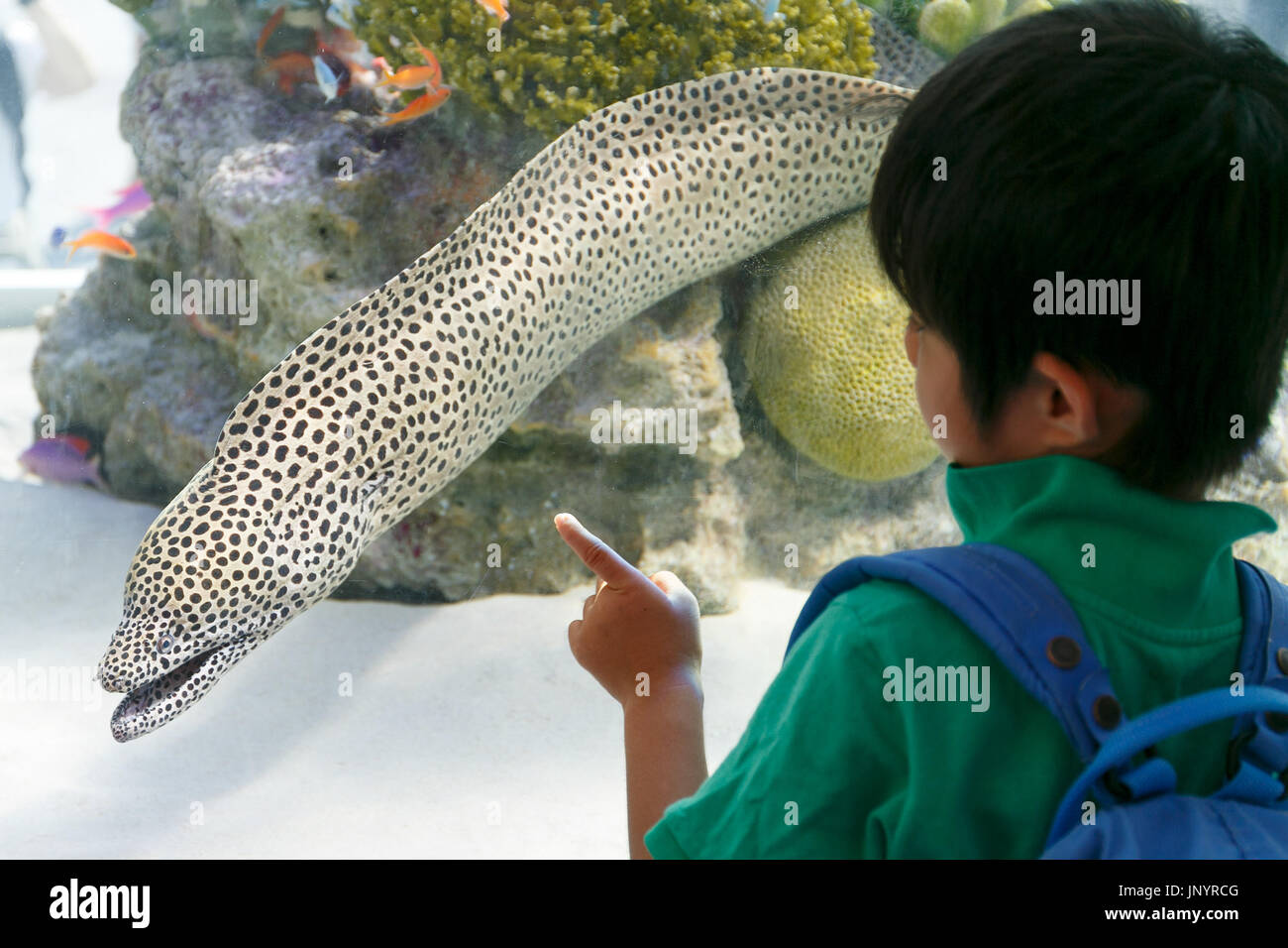 Tokyo, Japan. 31st July, 2017. A boy looks at a Black-spotted moray from Okinawa swimming in a huge fish tank set up in Yurakucho on July 31, 2017, Tokyo, Japan. ''Sony Aquariums'' are set up in front of Yurakucho station and at Sony Showroom/Sony Store, showcasing different marine animals from the Okinawa Churaumi Aquarium including Napoleon wrasse and Black-spotted moray. Credit: Rodrigo Reyes Marin/AFLO/Alamy Live News Stock Photo