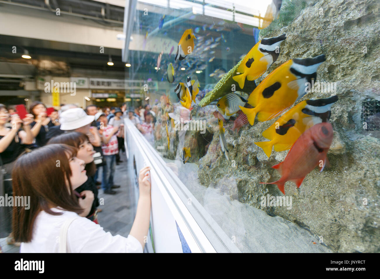 Tokyo, Japan. 31st July, 2017. People look at a huge fish tank with marine animals from Okinawa set up in Yurakucho on July 31, 2017, Tokyo, Japan. ''Sony Aquariums'' are set up in front of Yurakucho station and at Sony Showroom/Sony Store, showcasing different marine animals from the Okinawa Churaumi Aquarium including Napoleon wrasse and Black-spotted moray. Credit: Rodrigo Reyes Marin/AFLO/Alamy Live News Stock Photo