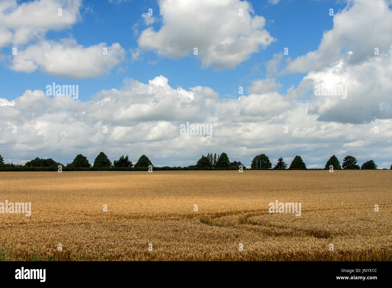 Burton Lazars, Leicestershire, UK. 31th July 2017. UK Weather. Golden fields of corn, blue sky white clouds, wild mushrooms, butterflies and walkers on a bright sunny day in a rural village Leciestershire wolds. Credit: Clifford Norton/Alamy Live News Stock Photo