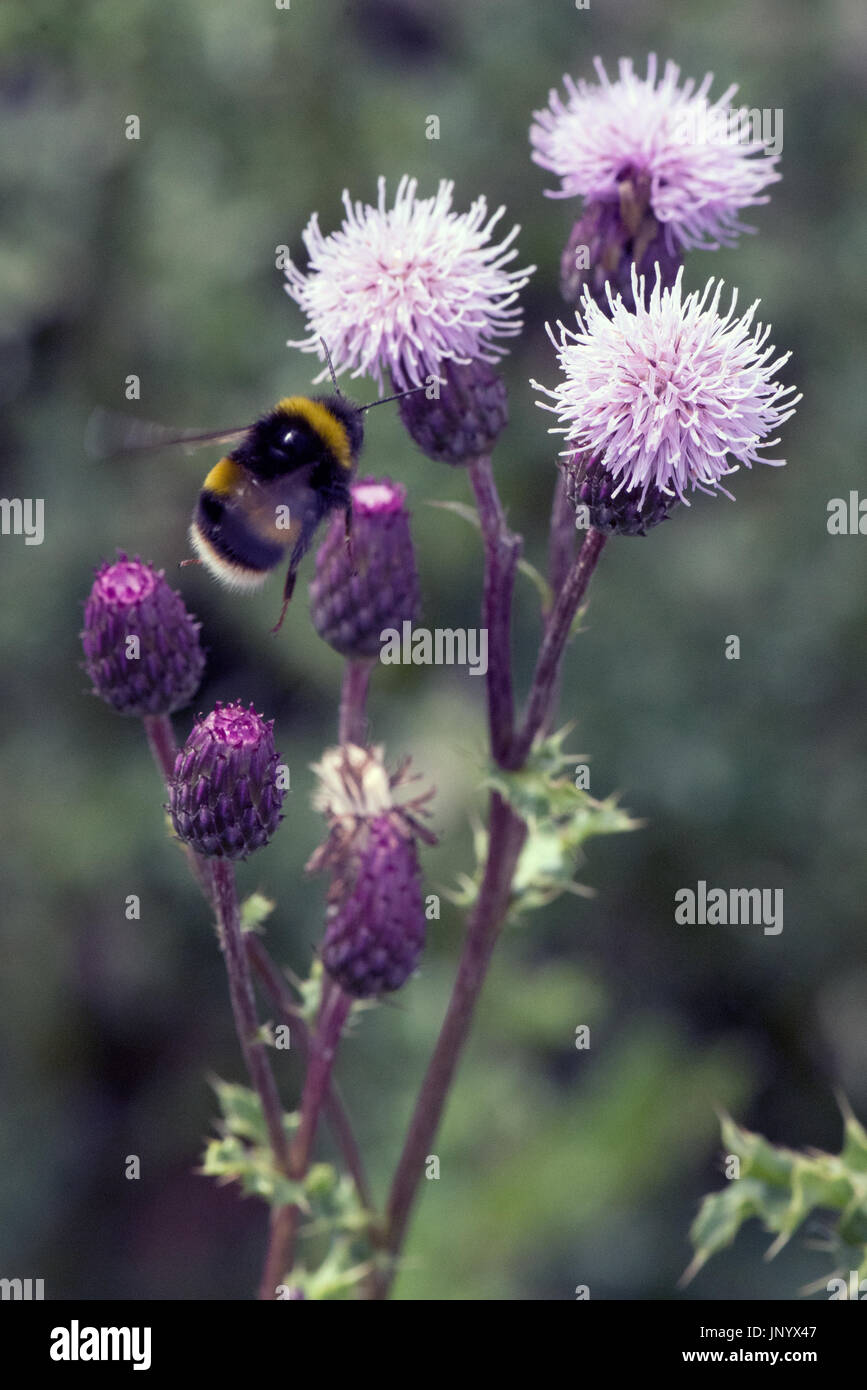 Glasgow, UK. 31st Jul, 2017. UK Weather. Bees collect pollen from Thistle flowers by the side of the road Credit: Tony Clerkson/Alamy Live News Stock Photo