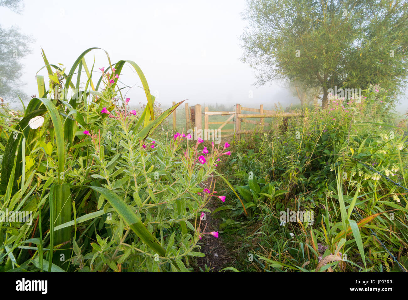 Avon Valley at Fordingbridge, Hampshire, UK, 1st August 2017. The first day of August and signs of autumn begin to appear early in the morning in the English countryside in the form of dew, mist and fog. This is a sign of a fine weather day to come, however, for Hampshire and the south of England. Credit: Paul Biggins/Alamy Live News Stock Photo