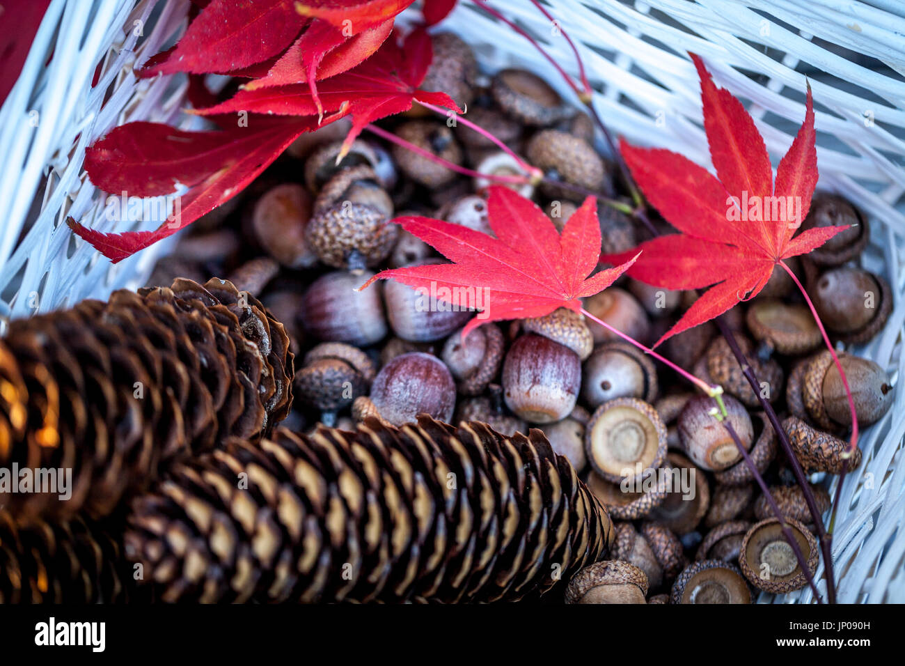 Acorns autumn hi-res stock photography and images - Alamy