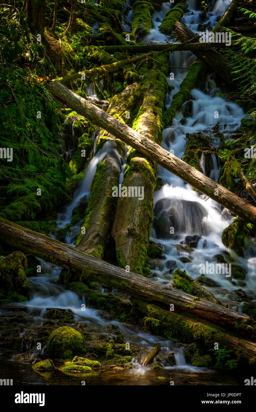Upper Proxy Falls in Oregon's Three Sisters Wilderness Stock Photo