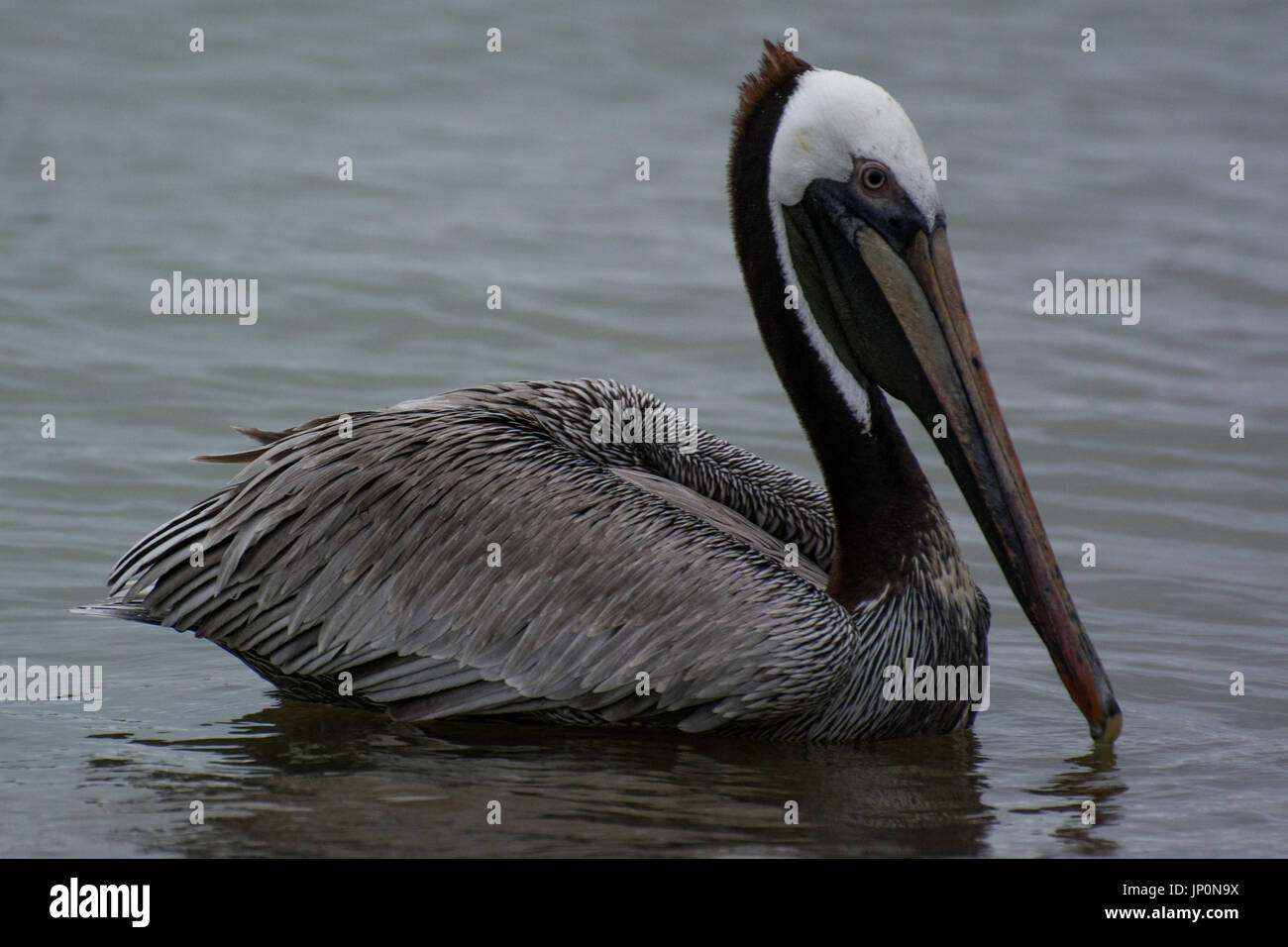 Pelican At the beach, Puerto Lopez, Ecuador Stock Photo