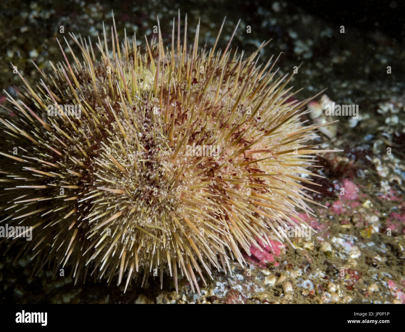 A close up of a Green Urchin photographed while scuba diving in British Columbia, Canada.  Often harvested for uni (gonads) and shipped to Japan. Stock Photo