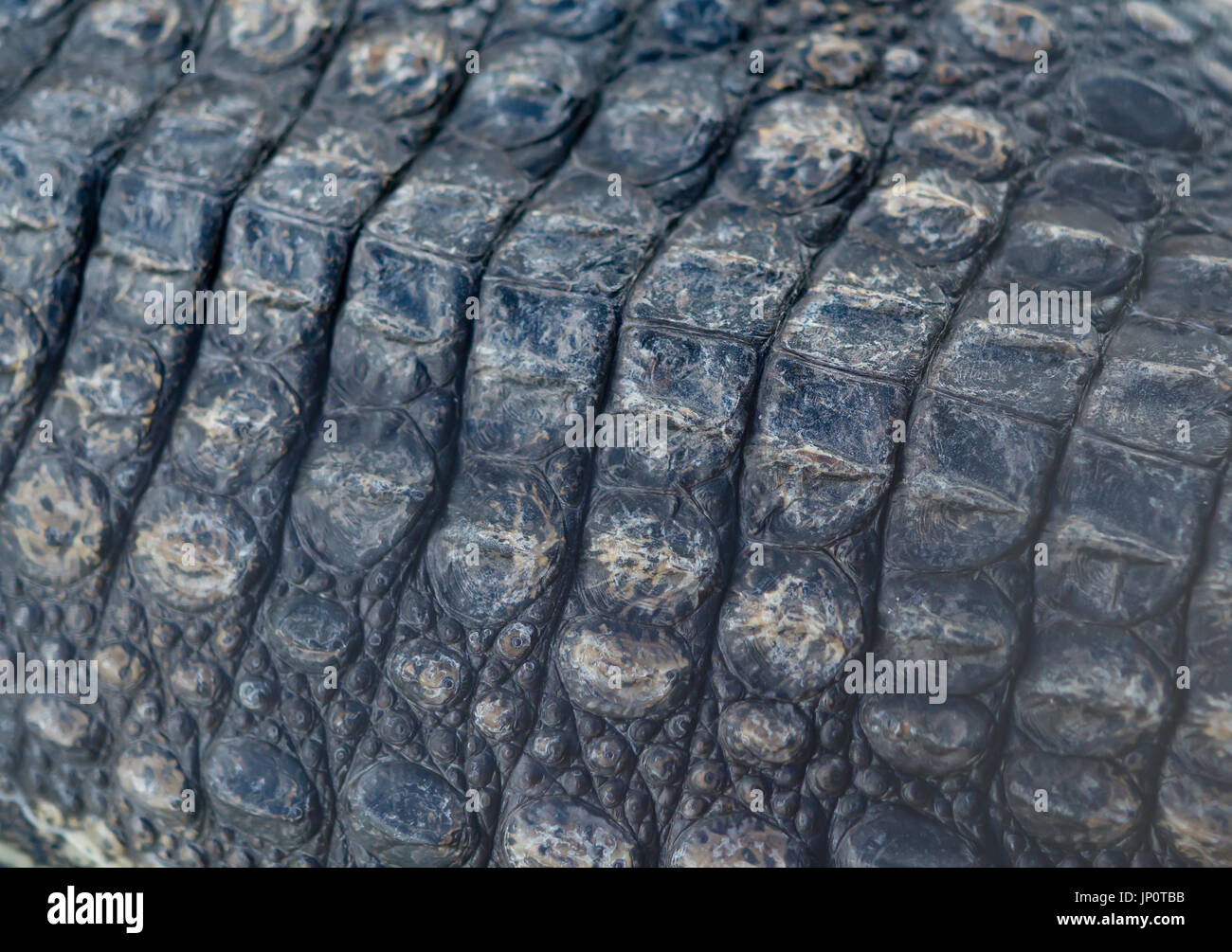 back of crocodile as background and texture Stock Photo