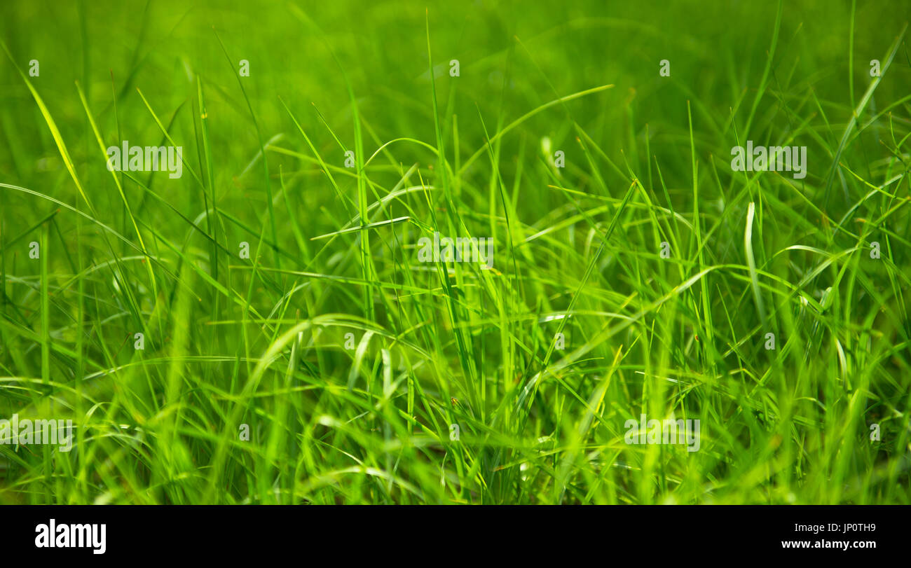 Close up of fresh green grass Stock Photo
