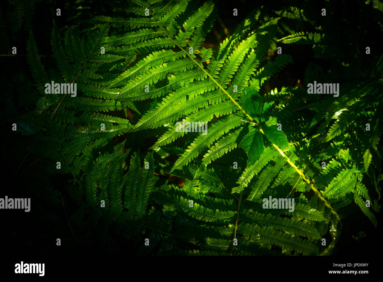 Ferns in the warm sunlight texture pattern Stock Photo