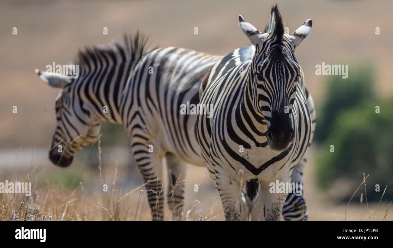 Zebra on a hillside in dry grass. Stock Photo