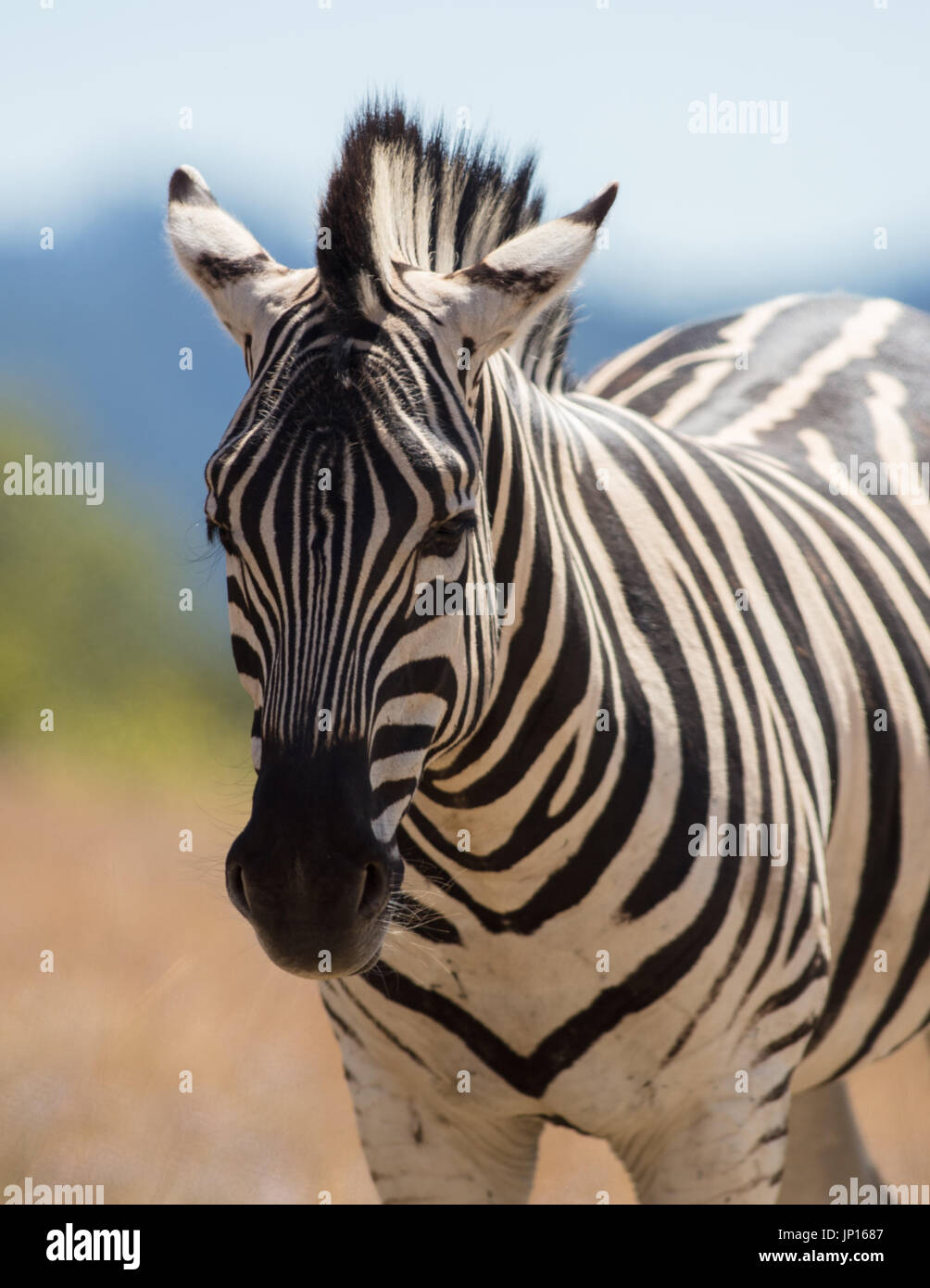 Zebra on a hillside in dry grass. Stock Photo