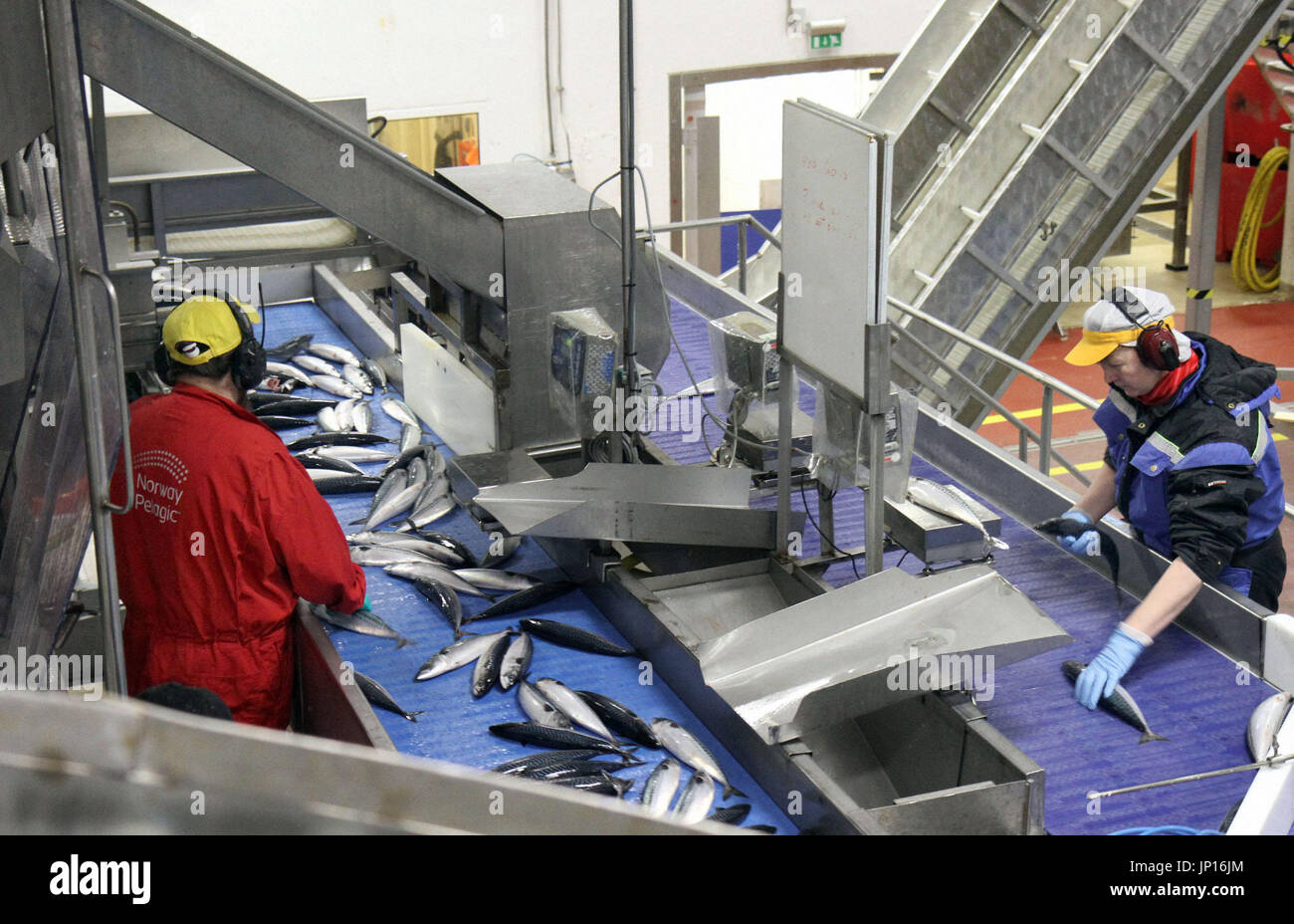 MALOY, Norway Workers check and screen out damaged fish at a highly