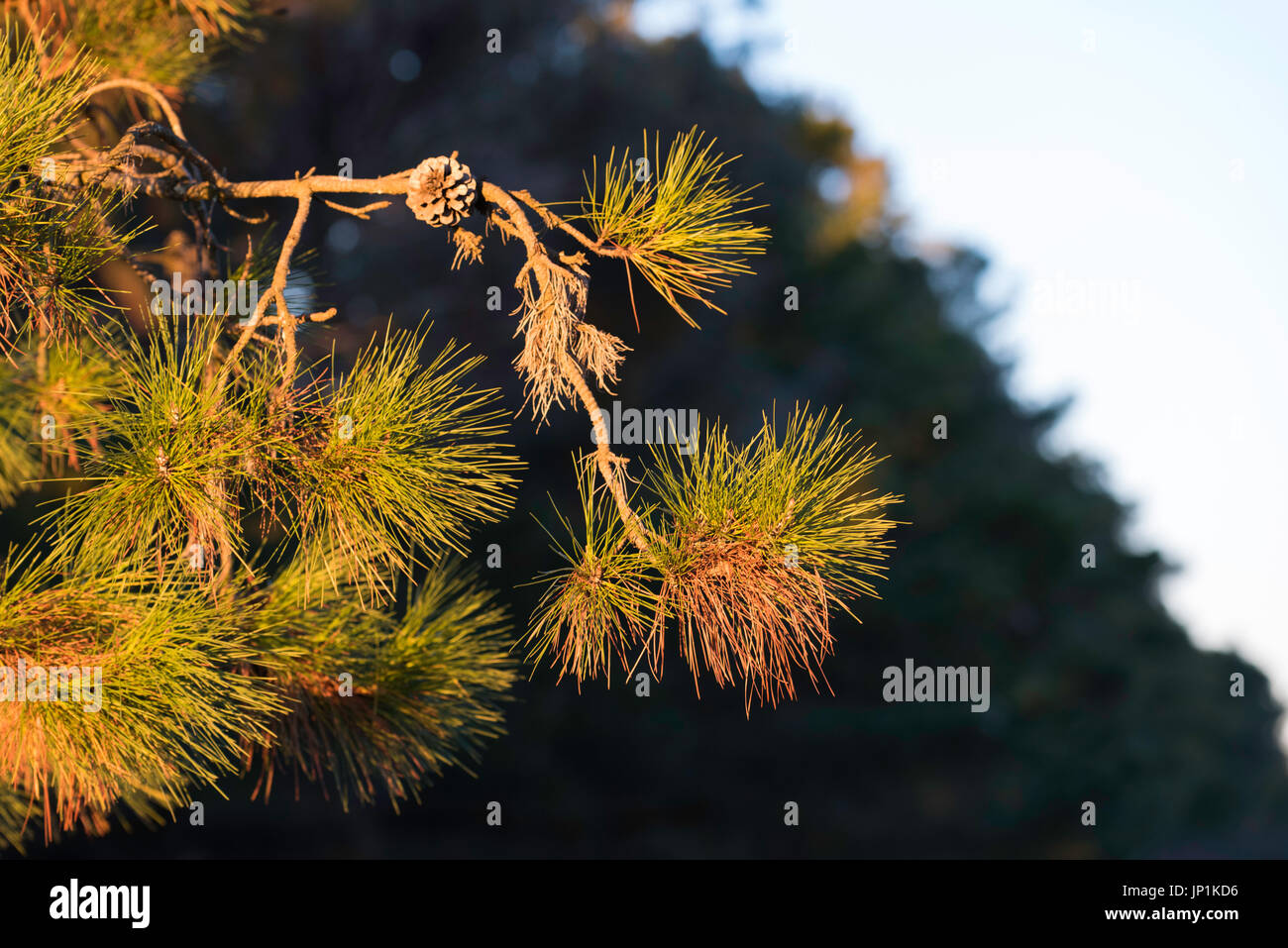 The end of a pine tree branch caught in the late afternoon sun Stock Photo