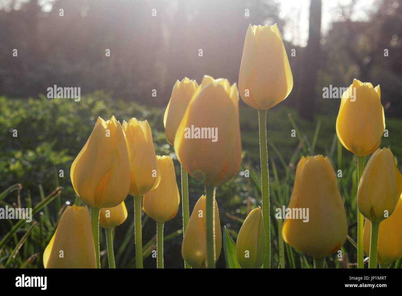 Spring tulips in Cardiff, Wales Stock Photo