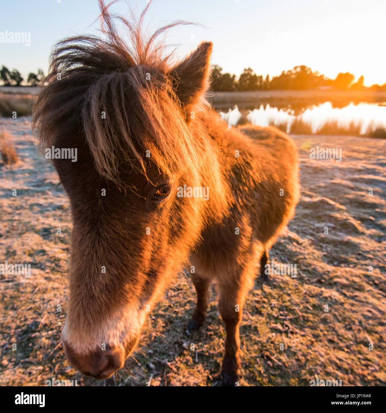 Up close and personal with a miniature horse in a paddock in the early morning on an Australian farm. Stock Photo