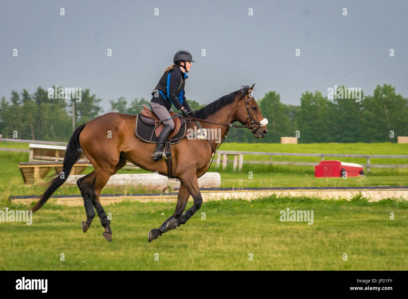 Young female equestrian rider galloping across a green field on a tall gelding horse at an equine training facility near Red Deer, Alberta, Canada Stock Photo
