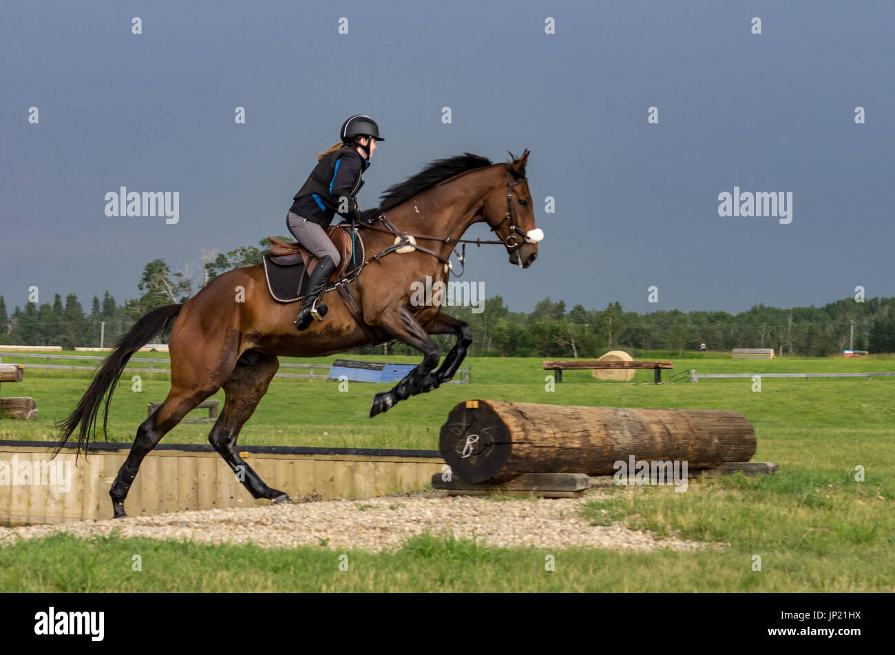 Female rider on a young gelding horse preparing to jump a log during an equestrian jumping practice session on a summer day in a grassy field. Stock Photo