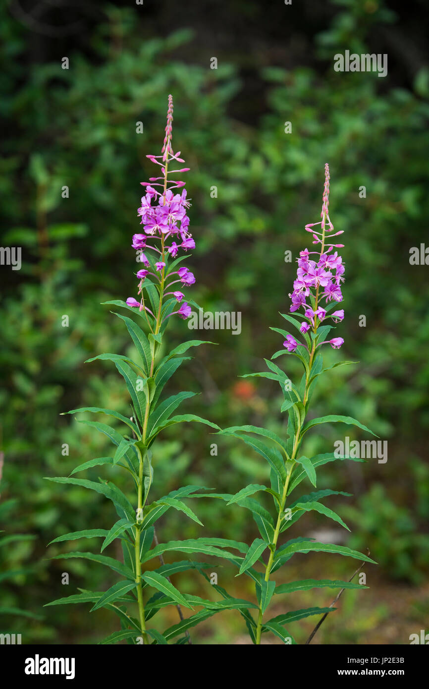 Fire Weed (Chamerion angustifolium) growing in Jasper National Park