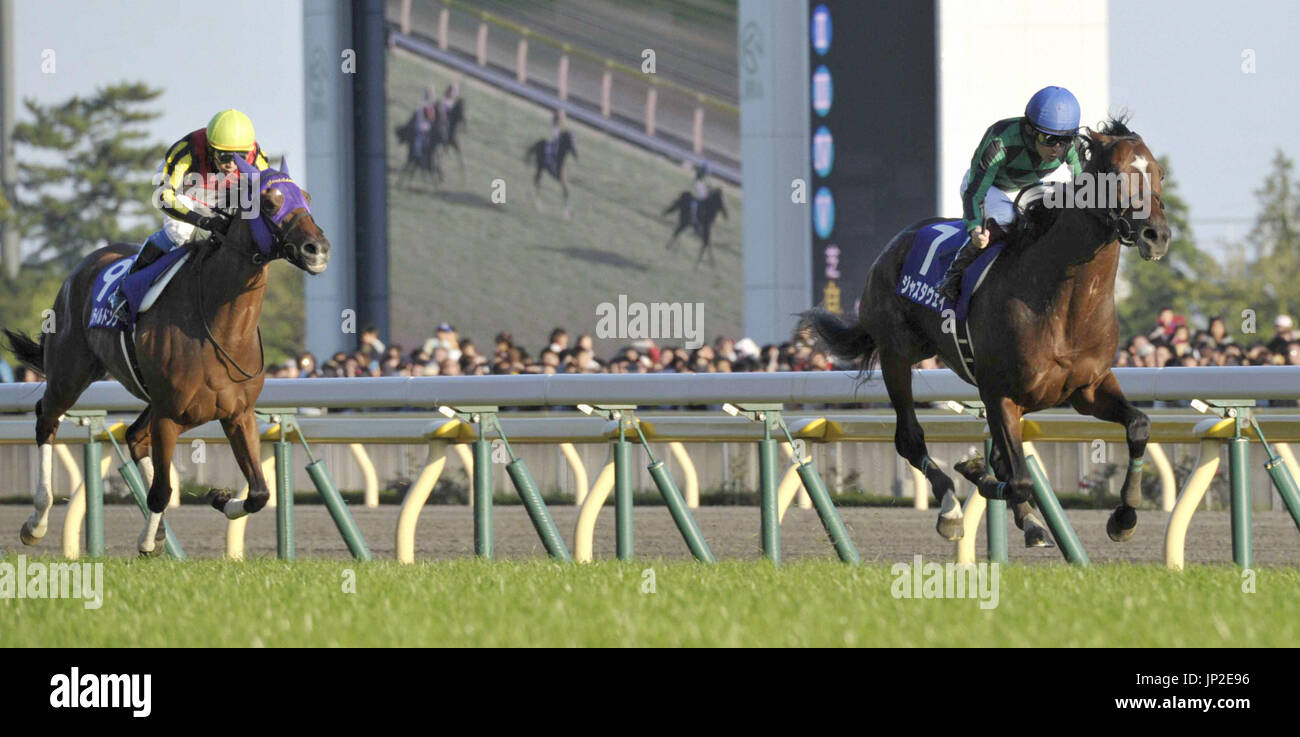 FUCHU, Japan - Just a Way (R), ridden by Yuichi Fukunaga, gallops to victory in the 148th Tenno-sho at Tokyo Racecourse on Oct. 27, 2013. The 4-year-old Just a Way, who went off as the fifth choice, beat Gentildonna (L) for the Emperor's Cup by four lengths. (Kyodo) Stock Photo