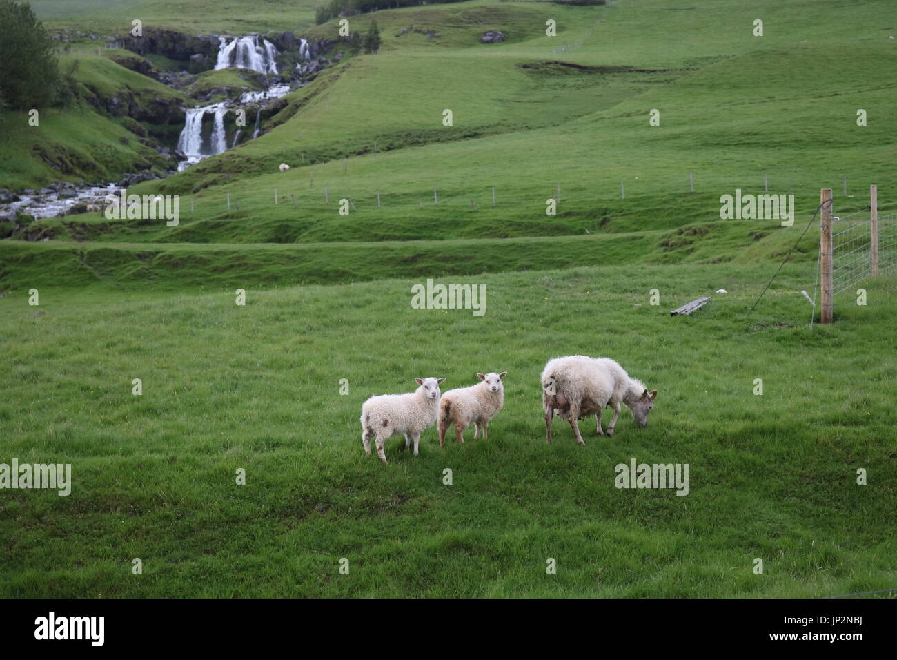 Iceland -Icelandic Sheep and waterfall Stock Photo