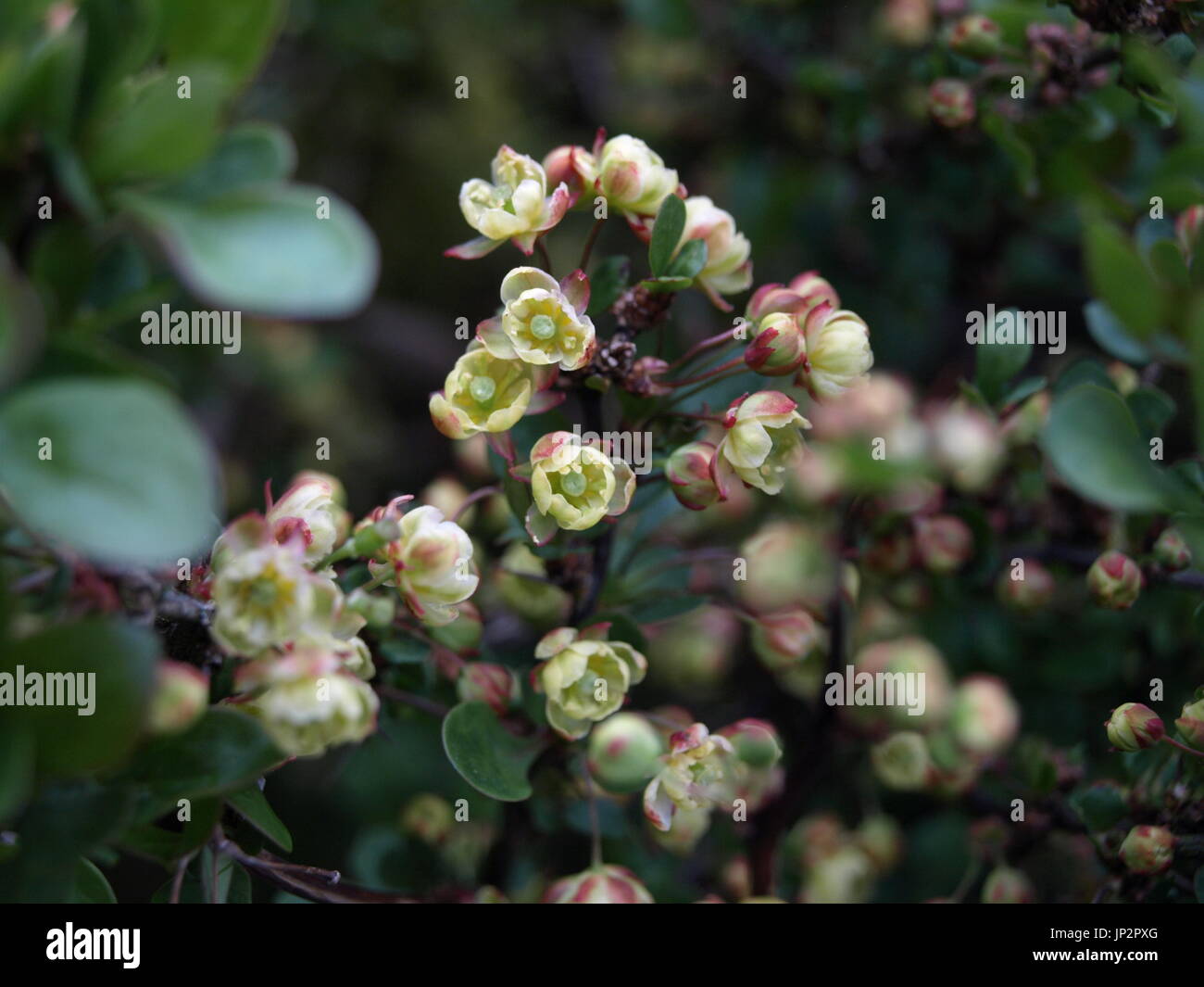 A spiny berberis thunbergii or Japanese barberry shrub displays its tiny but beautiful pale pastel pink, cream and green clusters of flowers. Stock Photo