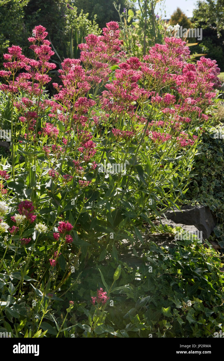 Red valerian, Centranthus ruber, large flowering plant on a garden rockery, Berkshire, June Stock Photo