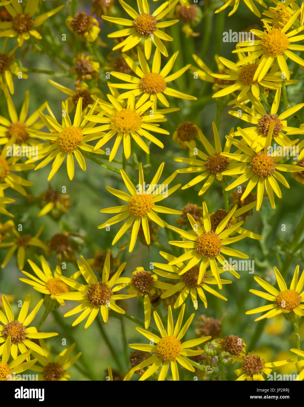Ragwort, Jacobaea vulgaris, yellow star-shaped flowers with ray and disc florets, some older and darker. Poisonous to livestock, Berkshire, July Stock Photo