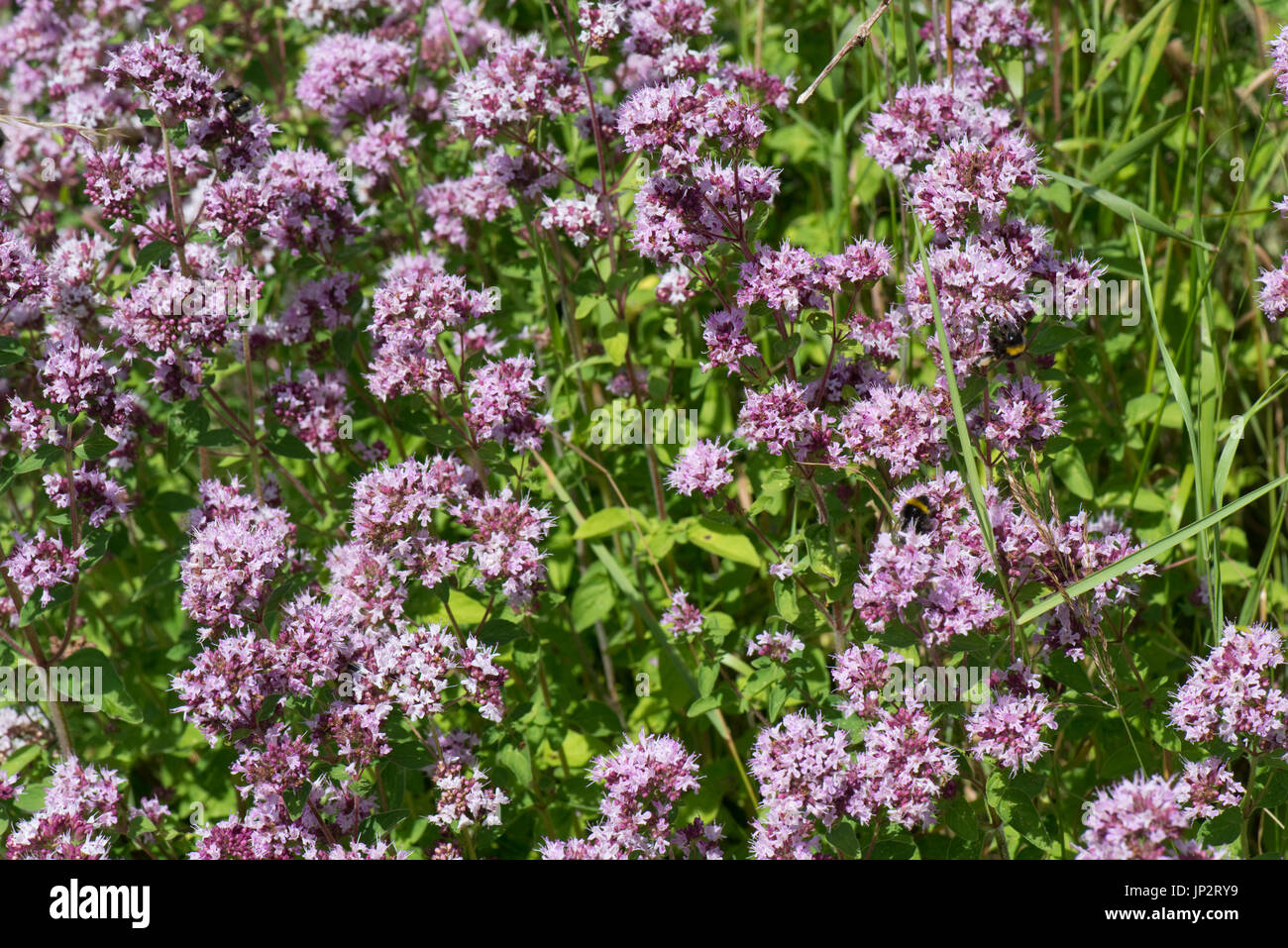 Marjoram or oregano, Origanum vulgare, flowering in old chalk downland grassland in summer, Berkshire, July Stock Photo