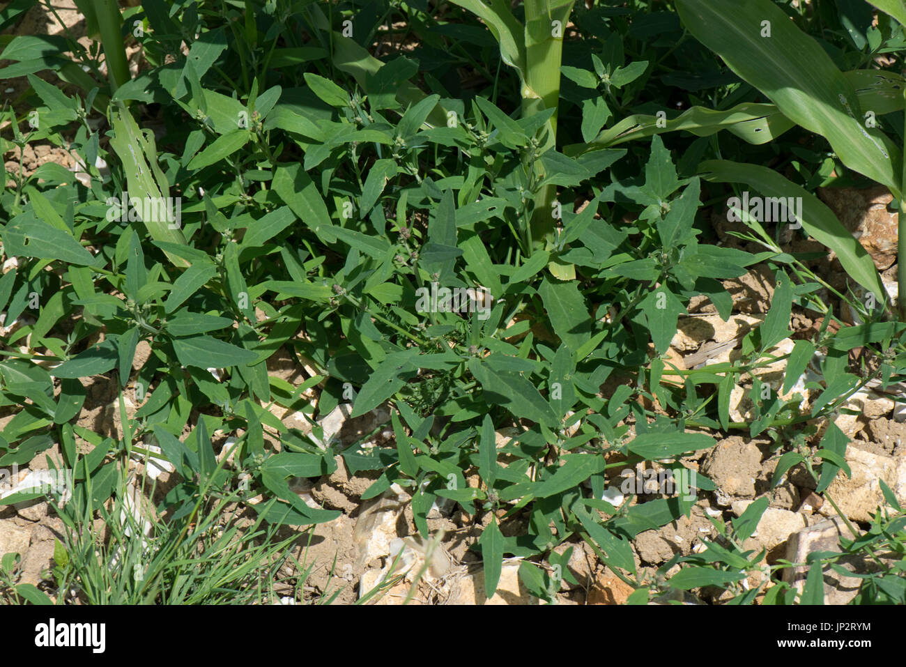 Common or spreading orache, Atriplex patula spreading around the base of a young growing maize or corn crop, Berkshire, July Stock Photo