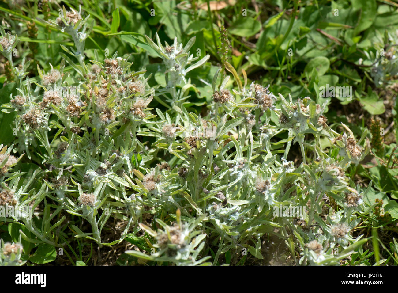 Marsh cudweed, Gnaphalium uliginosum, grey wooly plant flowering on a dry pathway on chalk downland, Berkshire, July Stock Photo