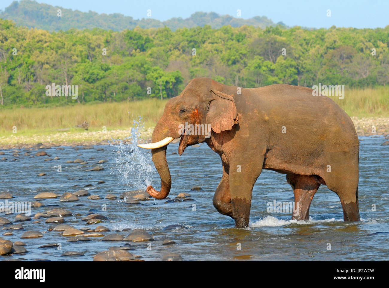Asian Elephant (Elephas maximus) spraying water Stock Photo Alamy