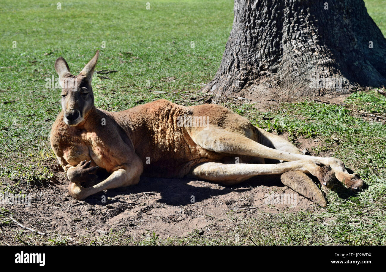 Very muscular wild red kangaroo lying on the grass in Queensland, Australia  Stock Photo - Alamy