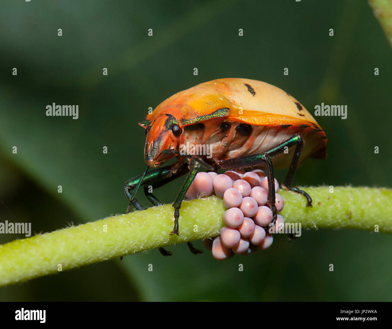 Cotton Harlequin Bug (Tectocoris diophtalmus), guarding its pink eggs, Queensland, QLD, Australia Stock Photo