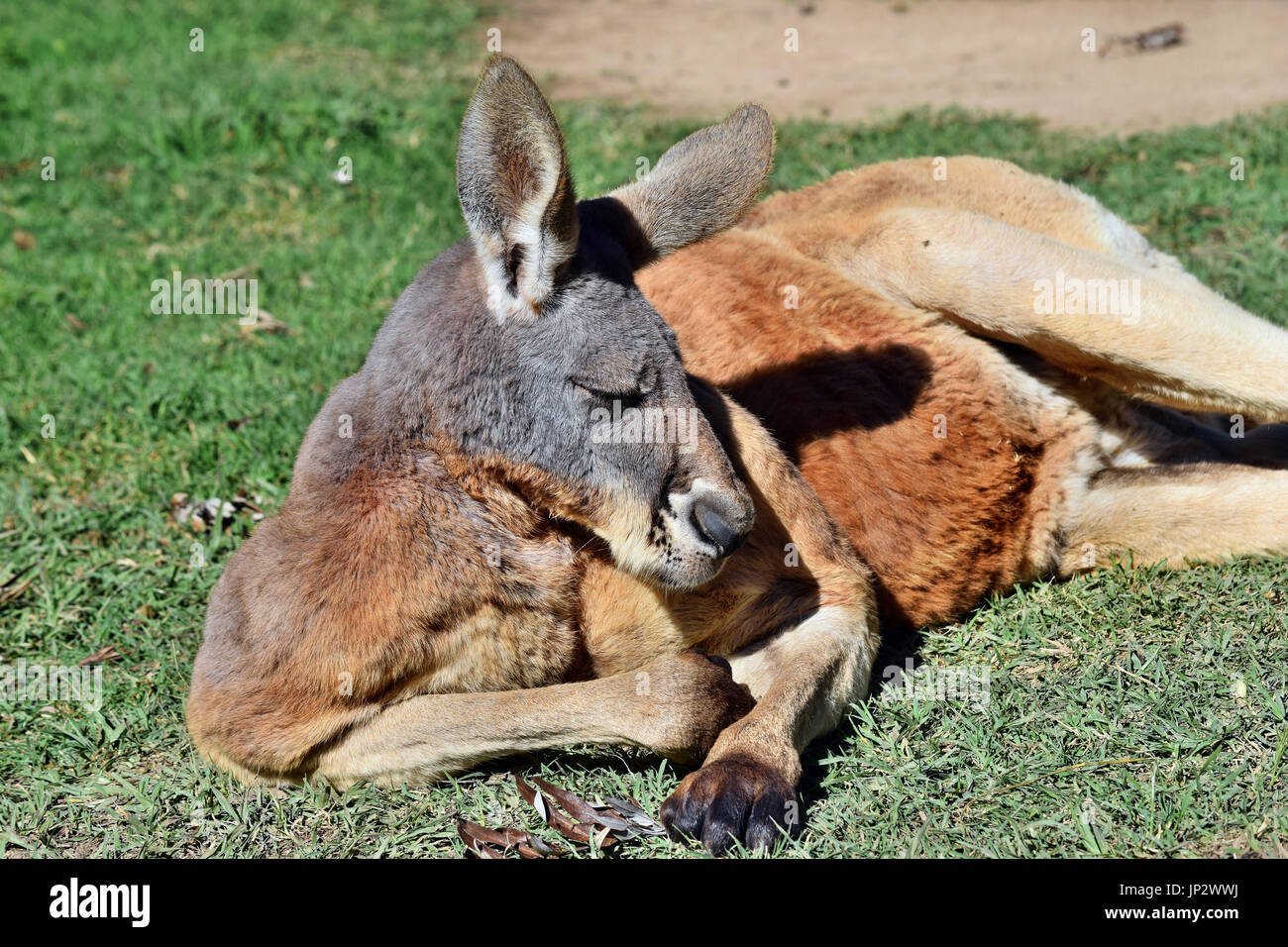 red kangaroo muscles