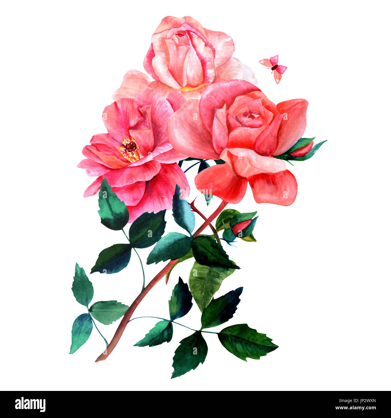A watercolor drawing of a bouquet of red and pink rose flowers, isolated on  white, hand painted in the style of vintage botanical art. A decorative el  Stock Photo - Alamy