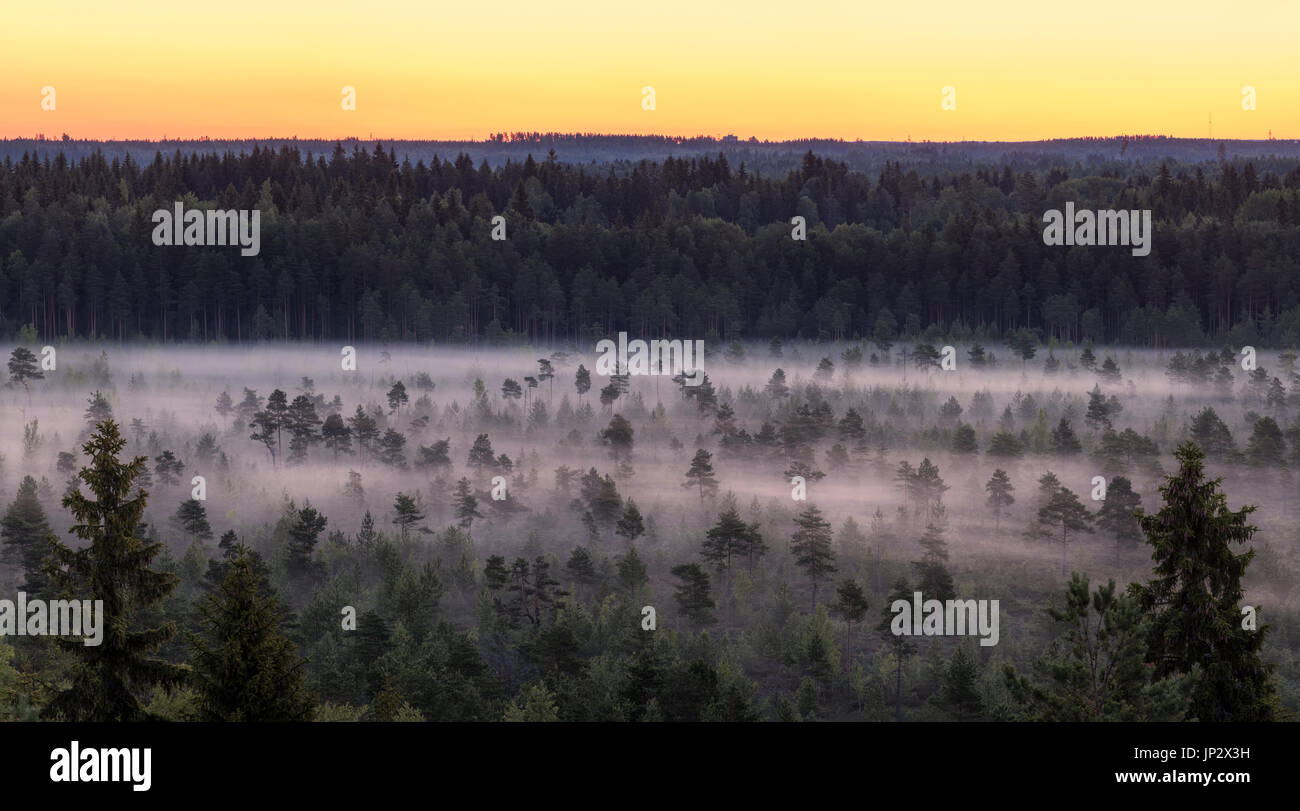 Morning fog and sunrise in Torronsuo National Park, Finland Stock Photo