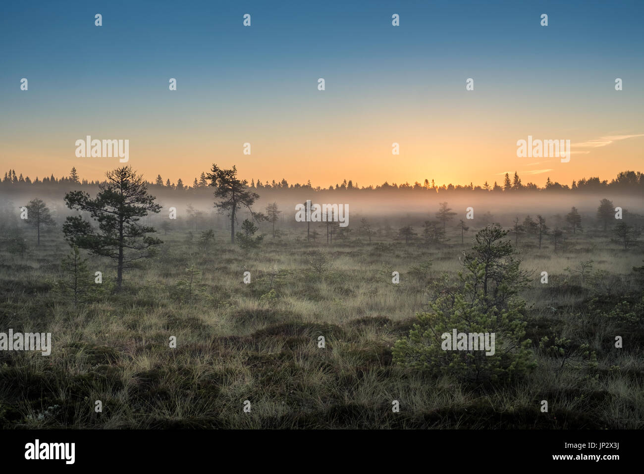Morning fog and sunrise in Torronsuo National Park, Finland Stock Photo