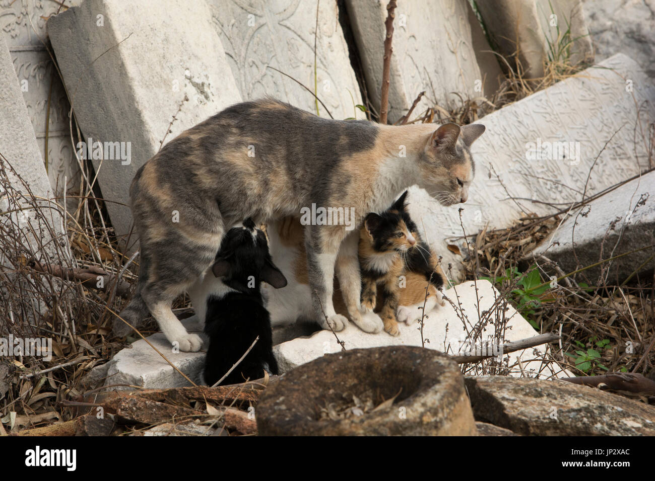 Newborn cats just aside the Heraklion Archaeological Museum in Crete. Stock Photo