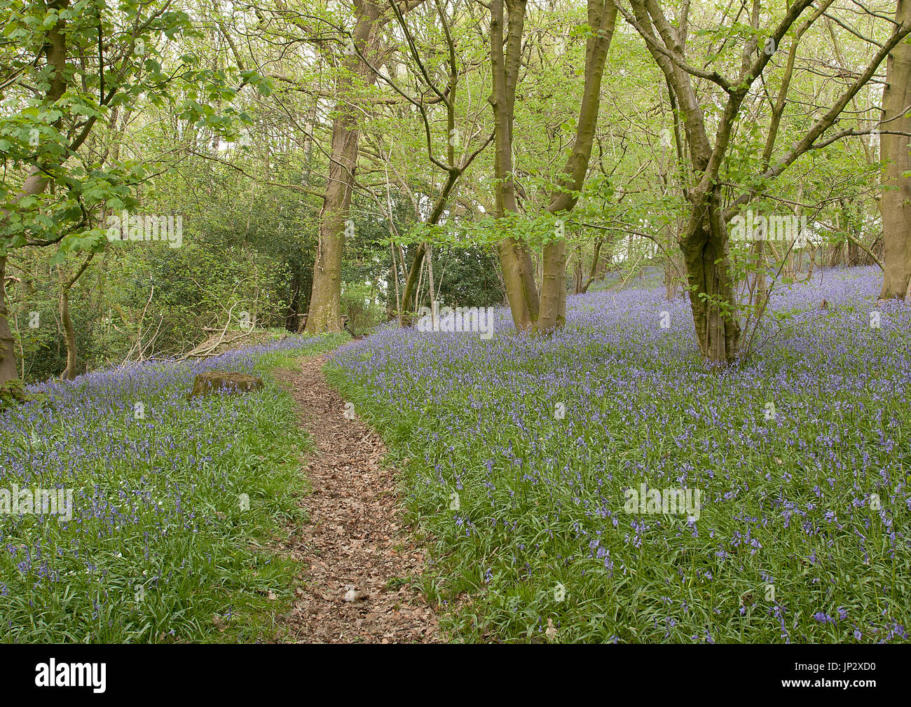 Bluebells in Larkrigg Wood, near Sedgwick, Cumbria, England Stock Photo